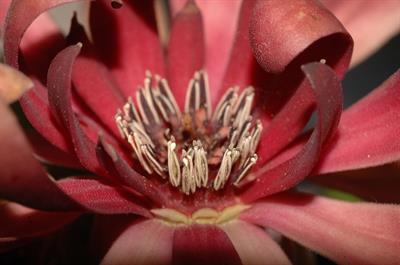 Calycanthus occident